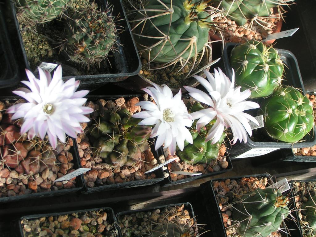 Gymnocalycium damsii v. rotundulum